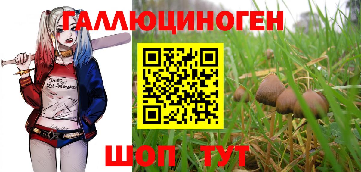 Псилоцибиновые грибы мицелий Тихорецк